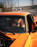 <h3><em>New collection</em> Paddock</h3>